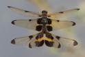 Rhyothemis phyllis in cop.jpg